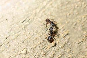 fourmis noires sur un arbre photo