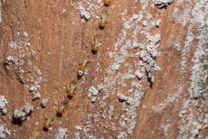 termites sur un journal photo