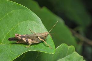 criquet sur une feuille photo