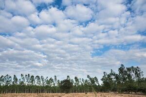 nuages dans le ciel photo