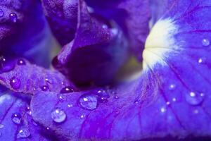 gouttes d'eau sur la fleur d'anchan photo