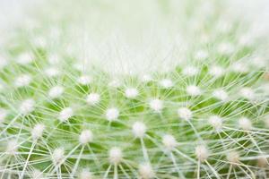 gros plan cactus vert
