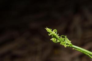 feuille sur fond sombre photo