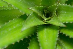 feuilles d'ananas vert photo