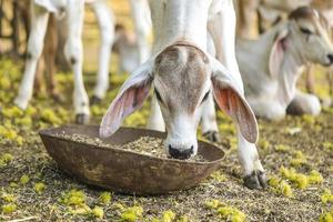 Jolie petite vache qui mange de l'herbe photo