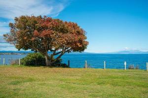 un arbre change les couleurs des feuilles pendant la saison d'automne avec vue sur le lac taupo le plus grand lac d'eau douce de nouvelle-zélande. photo
