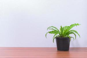 pot de fleur sur le bureau photo