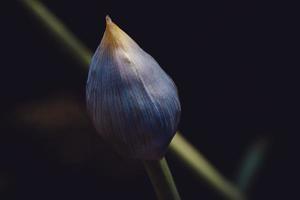 gros plan d'une fleur aux pétales bleus photo