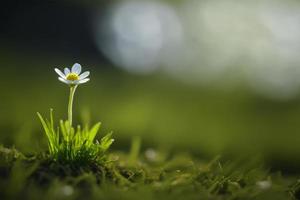 gros plan d'une petite fleur qui pousse dans l'herbe verte fraîche avec un arrière-plan flou. photo