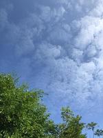 arbres avec un temps nuageux très ensoleillé photo