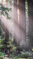 plantes vertes et arbres pendant la journée photo