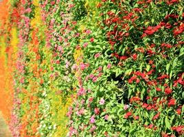 mur de fleurs vertical photo