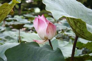 lotus rose et feuilles photo