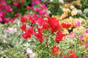 fleurs bougainvilliers en fleurs roses photo