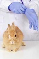 lapin brun s'asseoir sur la table pour un bilan de santé par un médecin vétérinaire à la clinique médicale photo