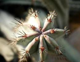 vue de dessus d'un cactus photo