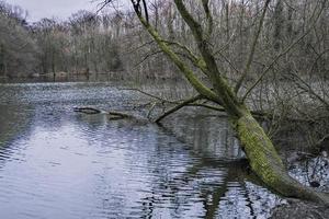 reflet des arbres dans l'eau photo