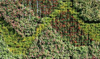 mur de plantes photo