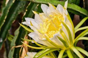 Une plante à fleurs de pitaya blanc et jaune à l'extérieur photo