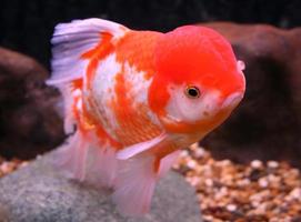 poisson rouge dans l'eau photo
