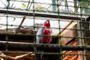 mise au point sélective du cacatoès à poitrine rose perché dans sa cage. photo