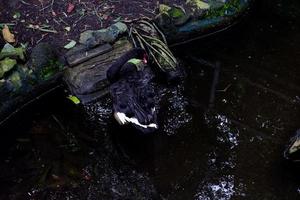 mise au point sélective des cygnes noirs nageant dans l'étang. photo