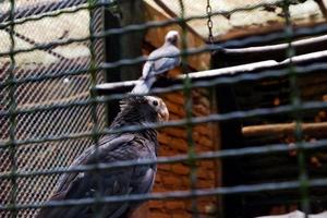 mise au point sélective des étourneaux debout dans leurs cages. photo