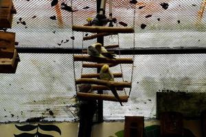 mise au point sélective d'oiseaux cockatiel suspendus dans leurs cages. photo