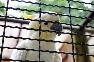 un perroquet eleonora perché dans sa cage tout en nettoyant ses plumes. photo