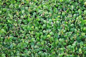 texture de feuilles vertes photo