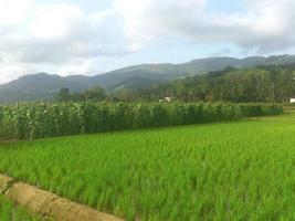 la rizière avec vue sur la montagne photo