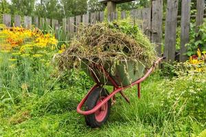 chariot de jardin dans le potager rempli d'herbe coupée. nettoyage des mauvaises herbes dans le jardin. photo