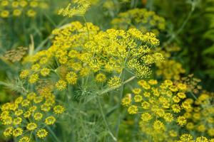 aneth dans le jardin. aneth frais poussant sur le lit de légumes. Anethum graveolens. photo