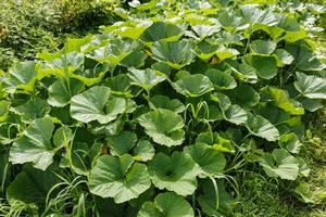 les feuilles de citrouille poussent dans le potager. lits de citrouille après la pluie. photo