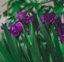 cultiver des iris violets avec des feuilles vertes dans le jardin photo