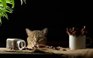 chat gris mignon regarde de la table, fond noir. l'animal regarde la caméra photo