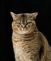 Portrait d'un chat gris adulte aux yeux verts sur fond noir photo