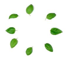 diverses feuilles de basilic vert isolées sur fond blanc, vue de dessus. photo