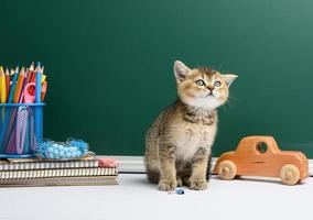 Chaton mignon chinchilla doré écossais assis droit, fond de tableau de craie verte photo