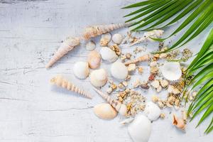 coquillages et concept de mer photo