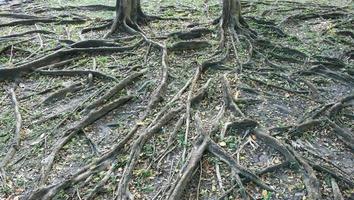 racines d'arbres photo
