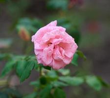 branche avec des boutons de roses roses en fleurs et des feuilles vertes, gros plan photo