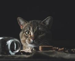 Portrait d'un chat droit écossais adulte gris sur fond noir photo