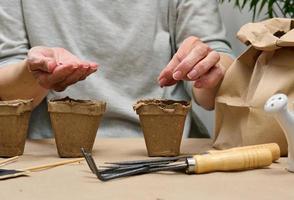 graines de concombre dans un palmier femelle. planter des graines dans un gobelet en carton à la maison, passe-temps photo