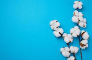 fleur de coton sur fond de papier bleu, frais généraux. composition à plat de minimalisme photo