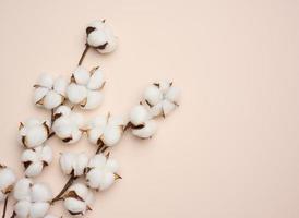 fleur de coton blanc sur fond de papier beige pastel, frais généraux. composition à plat de minimalisme, espace de copie photo