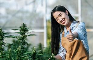 portrait d'une femme asiatique chercheuse en marijuana vérifiant la plantation de cannabis de marijuana et montrant le pouce vers le haut dans une ferme de cannabis, cannabis agricole commercial. commerce du cannabis et médecine alternative photo