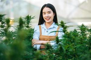 portrait d'une femme asiatique heureuse chercheuse de marijuana traversant le bras et regardant la caméra dans une ferme de cannabis, cannabis agricole commercial. concept d'entreprise de cannabis et de médecine alternative. photo