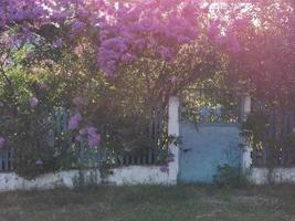 printemps. lilas en fleurs dans le village photo