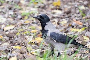 un corbeau dans le parc, corvus cornix photo